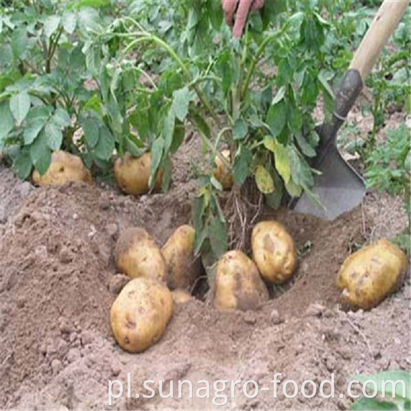 Fresh Organic Potatoes